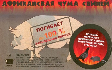 Меры по профилактике африканской чумы свиней.